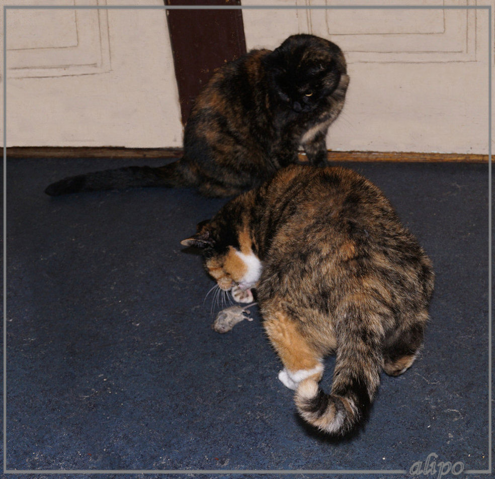 2-9-2016: Izzy vangt een muisje en Bella vreet hem in een keer op